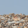 Aldeburgh