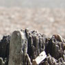 Aldeburgh