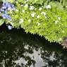 Chelsea Flower Show 2013