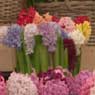 Chelsea Flower Show 2013
