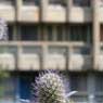 Robin Hood Gardens