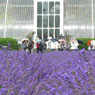 Kew Gardens