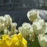 Kew Gardens