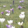 Kew Gardens