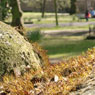 Old St. Pancras church yard