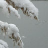 Snow in London, 2 Feb 2009