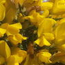 Thorpeness
